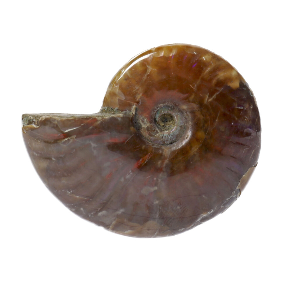 <font style="font-family: "EB Garamond";" size="4">Opalized Ammonite Fossil</font><div style="font-family: "EB Garamond";"><p style="font-stretch: normal; line-height: normal; font-family: "EB Garamond";"><font style="font-family: "EB Garamond";" size="4">Each item is unique and one of a kind. Nature's treasures do vary in their shape and color.</font></p></div> Opalized Ammonite Fossil