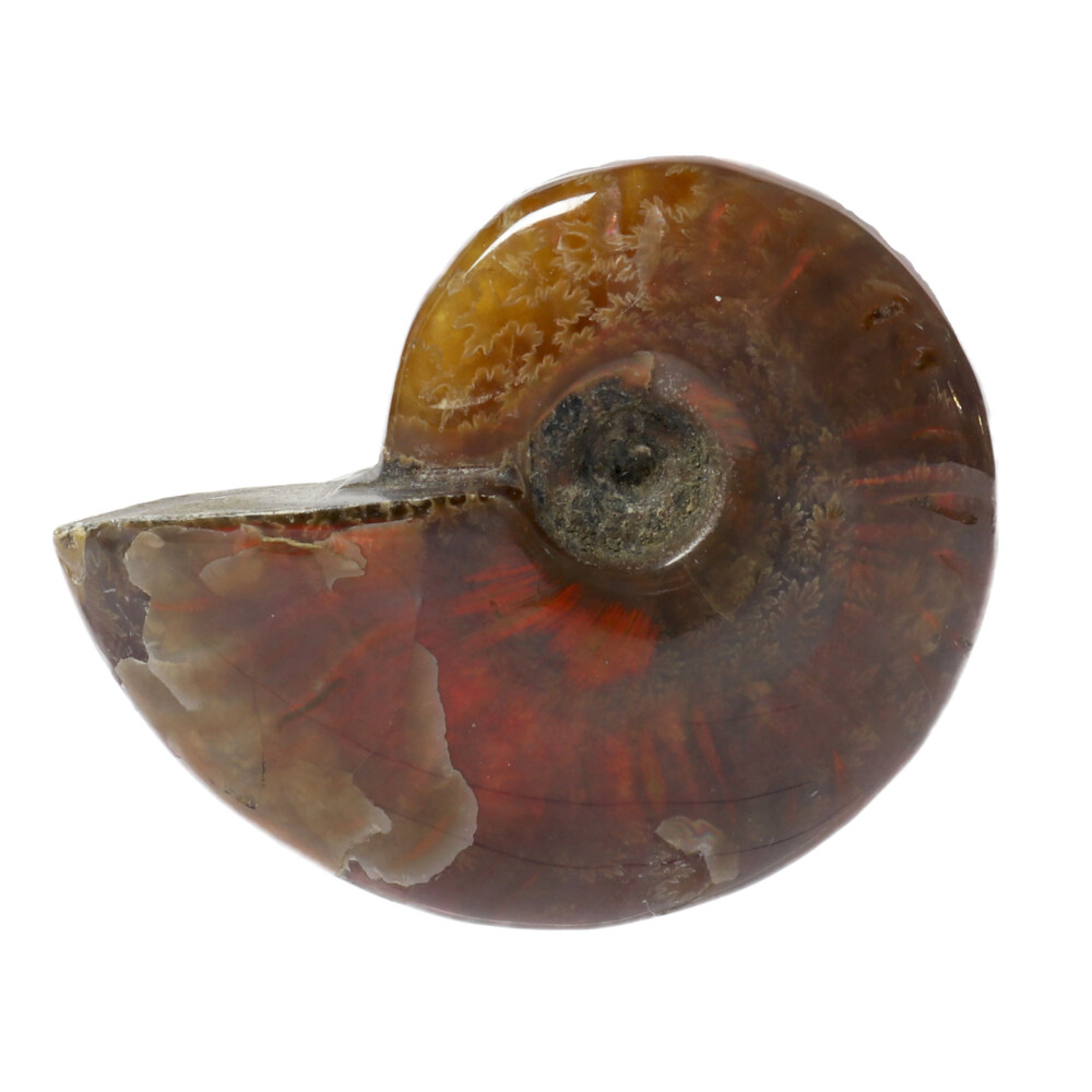 Image 2 for Opalized Ammonite Fossil