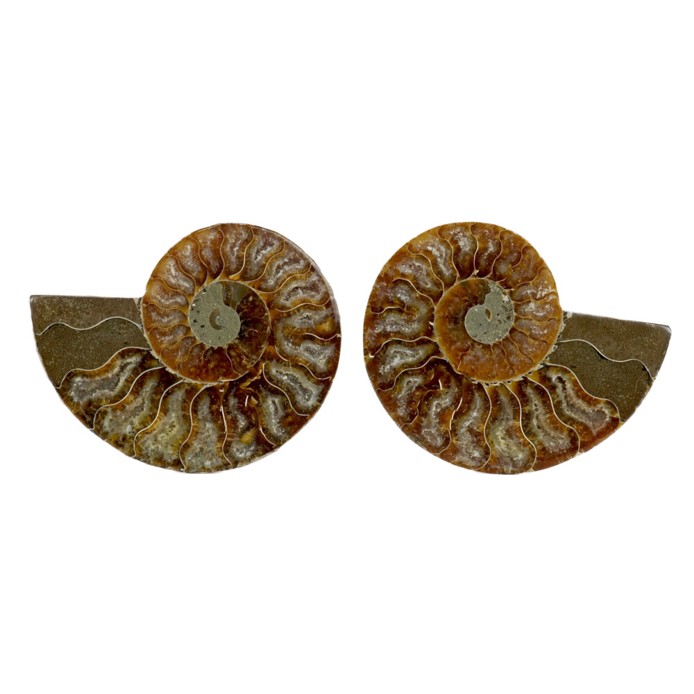 Image 2 for Ammonite Fossil Pair 3" - 4"