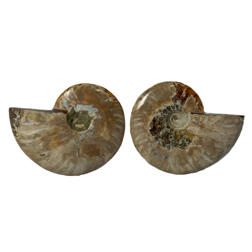 <span></span><span style="font-family: Quicksand;"><span style="font-family: "EB Garamond";"><font size="4">Every stone is unique and one of a kind. Nature's treasures do vary in their shape and color.</font></span></span> Ammonite Fossil Pair 3" - 4"