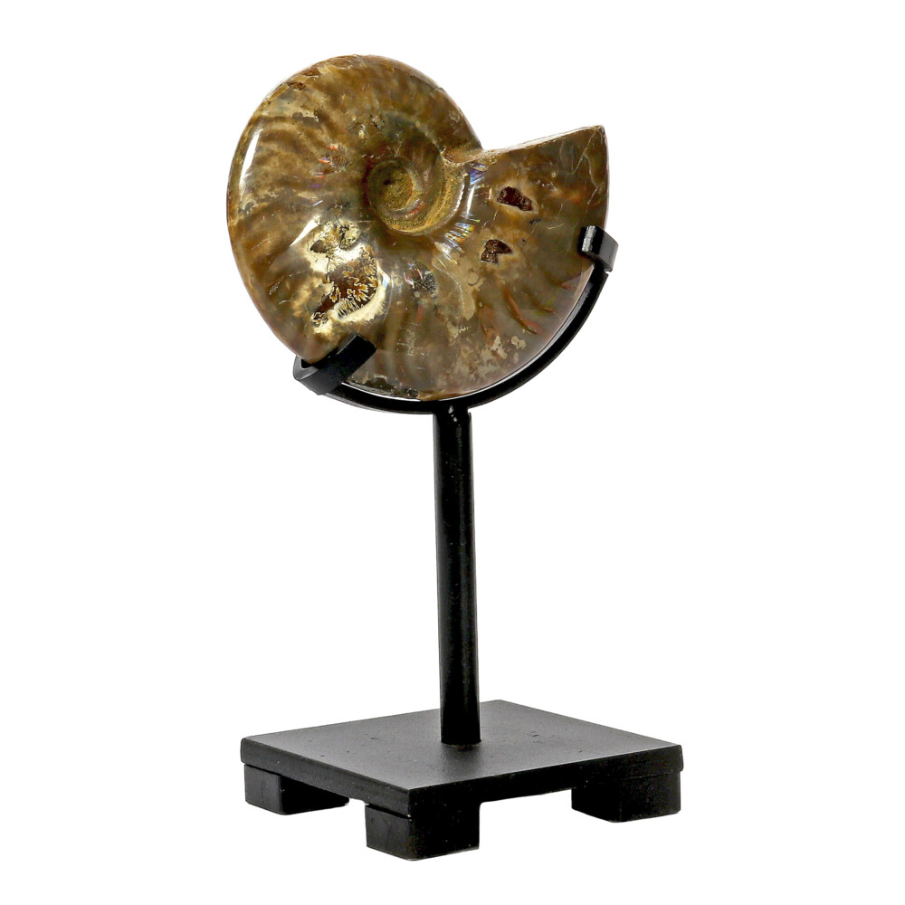Image 2 for Opalized Ammonite On Custom Post Stand
