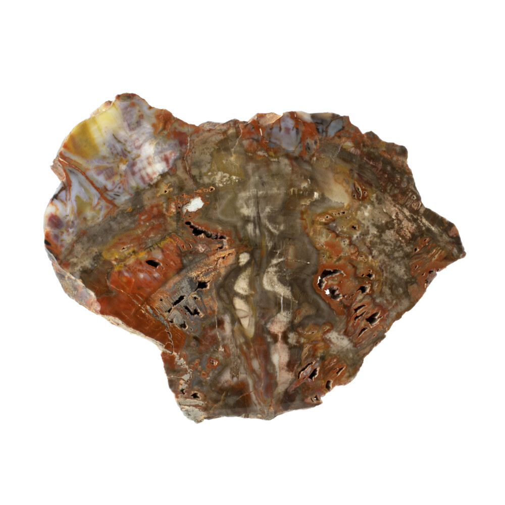 Image 2 for Arizona Petrified Wood Chunk -Polished Side