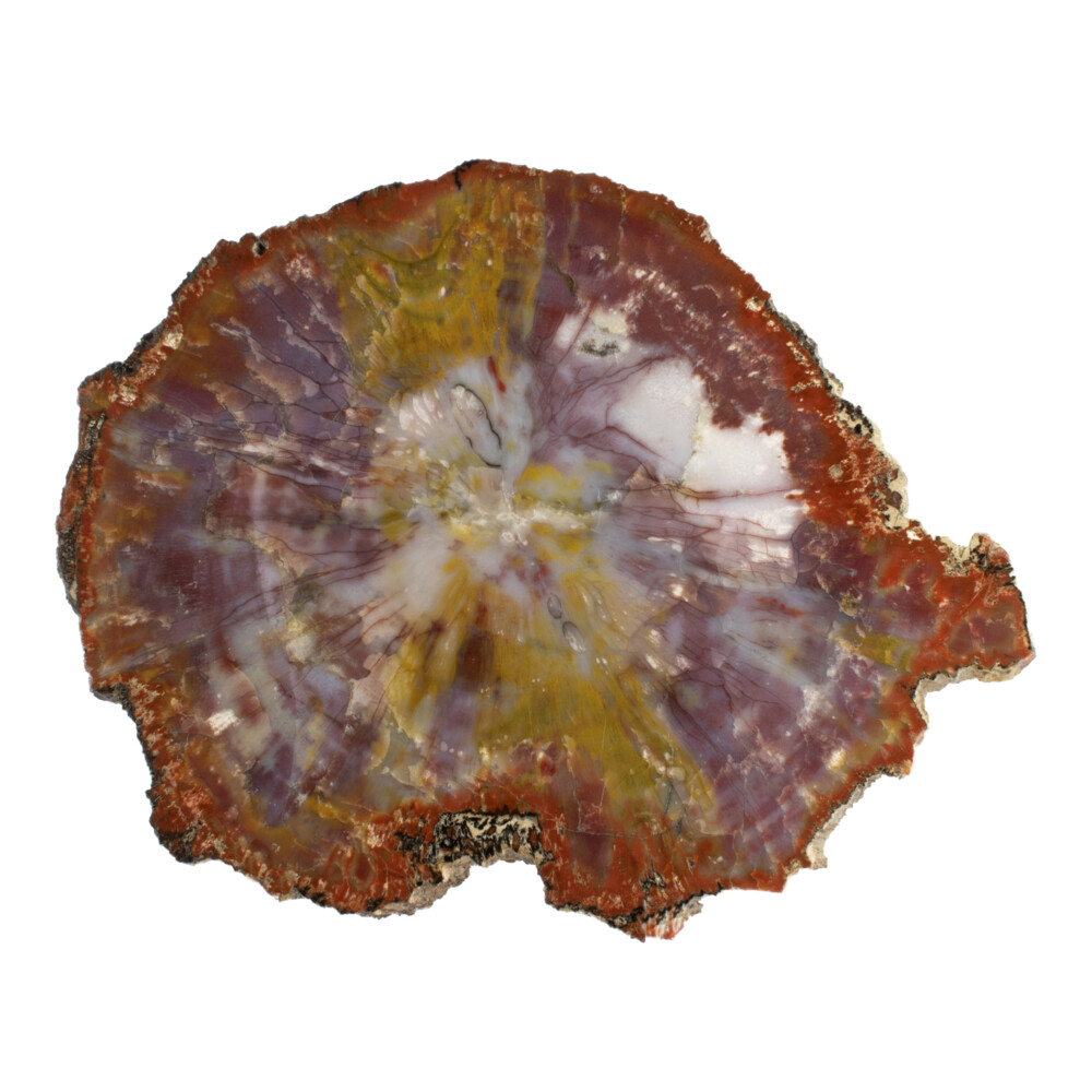 Image 2 for Arizona Petrified Wood Slice - Yellow Stripe Across