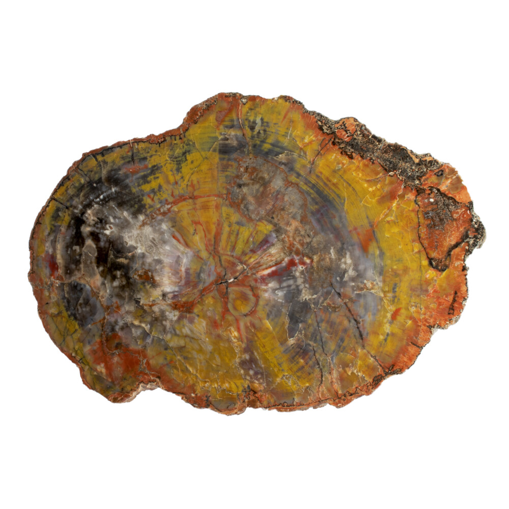 Image 2 for Arizona Petrified Wood Slice -Mostly Black & Yellow