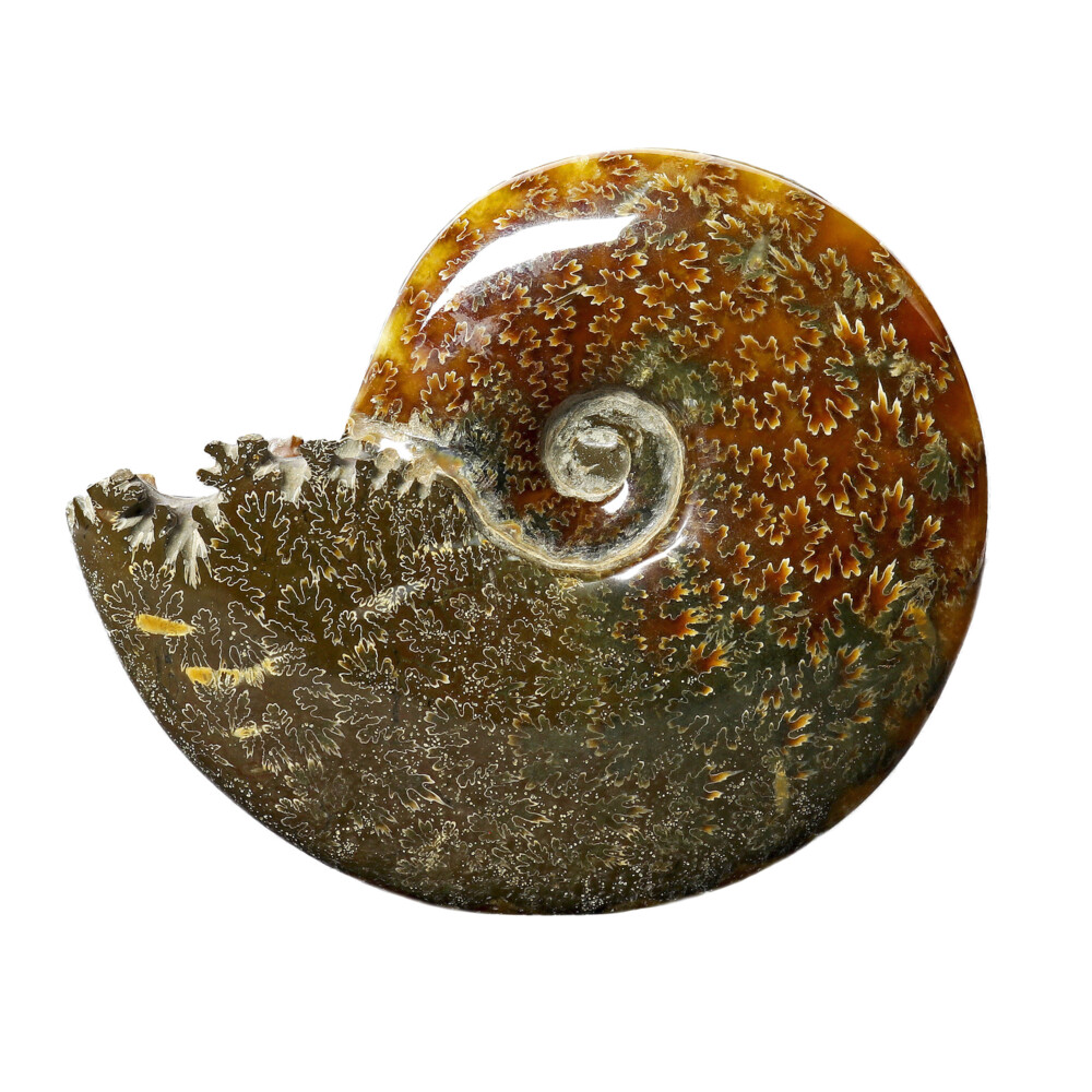 Image 2 for Ammonite Fossil -Whole With Sutures From Madagascar