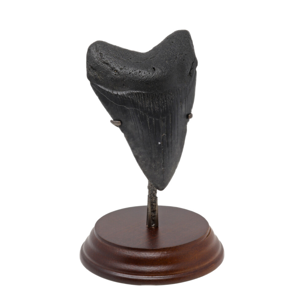 Image 2 for Megalodon Shark Tooth A+ M/L In Medium Stand