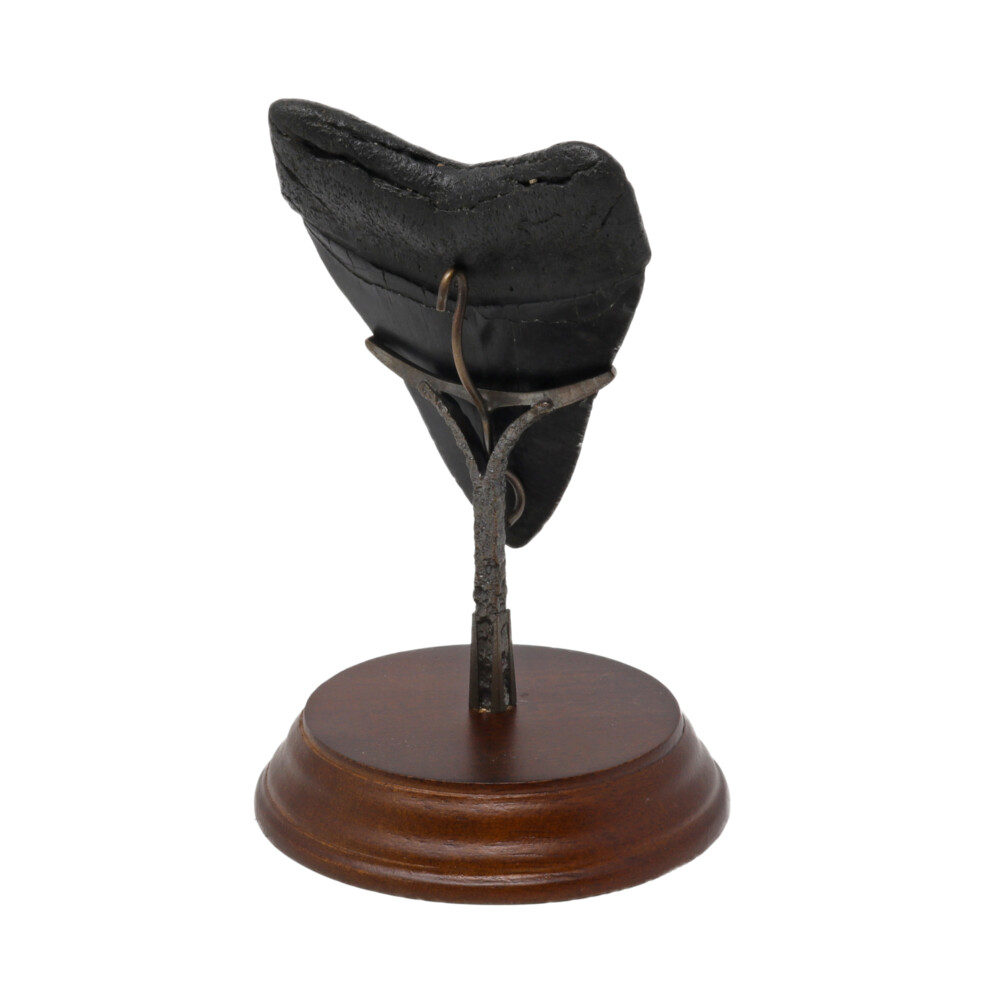 <span></span><span style="font-family: Quicksand;"><span style="font-family: "EB Garamond";"><font size="4">Megalodon Shark Tooth A+ Medium-Large In Medium Stand</font></span></span> Megalodon Shark Tooth A+ M/L In Medium Stand