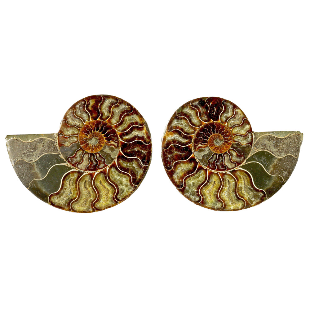 Image 2 for Ammonite Fossil Pair On Acrylic Stands With Light Calcite Open Chambers