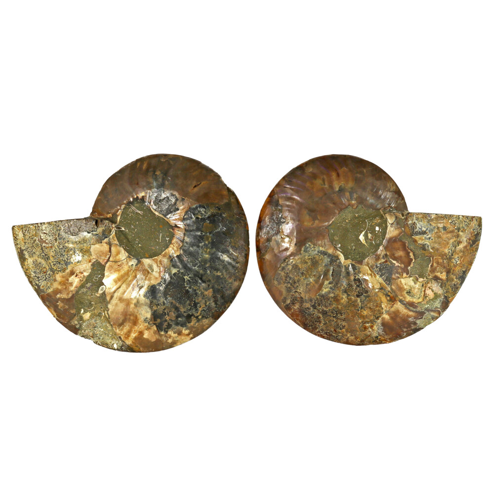 Image 2 for Ammonite Fossil Pair On Acrylic Stands With Dark Calcite Open Chambers