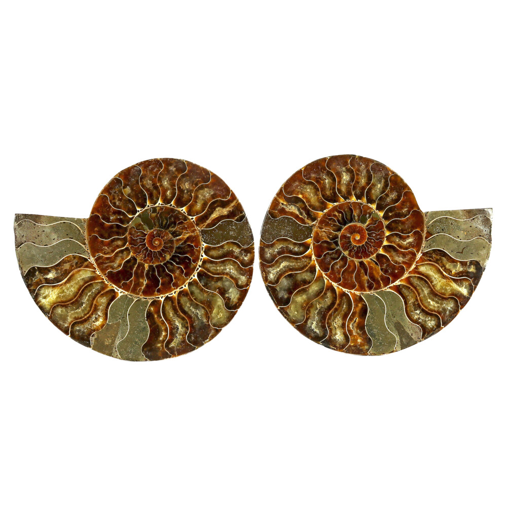 Image 2 for Ammonite Fossil Pair On Acrylic Stands With Dark Calcite Chambers