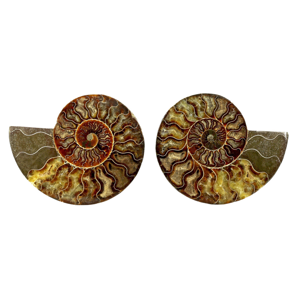Image 2 for Ammonite Fossil Pair On Acrylic Stands With Dark & Light Calcite Open Chambers