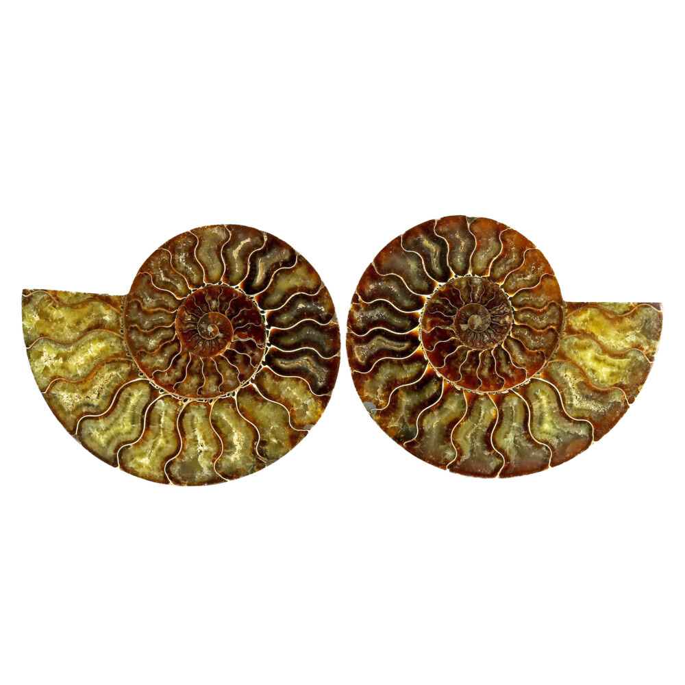 Image 2 for Ammonite Fossil Pair On Acrylic Stands With Light & Medium Tone Calcite Chambers
