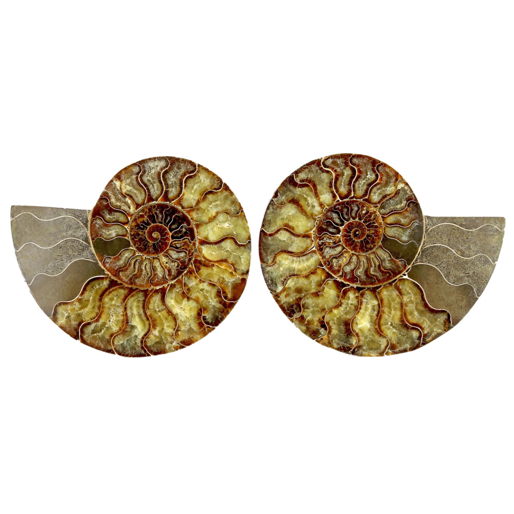 Image 2 for Ammonite Fossil Pair On Acrylic Stands With Light Calcite Chambers