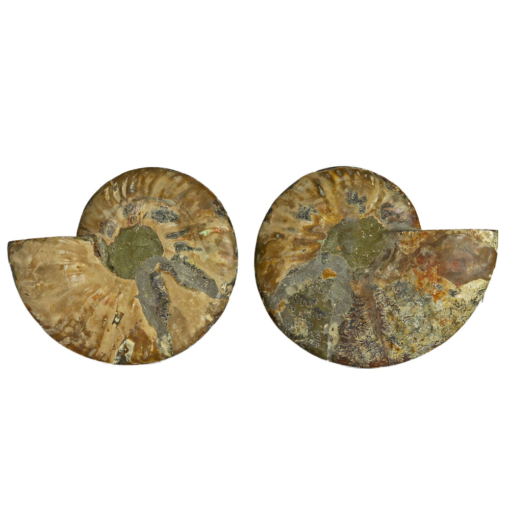 Image 2 for Ammonite Fossil Pair On Acrylic Stands With Contrasting Chambers