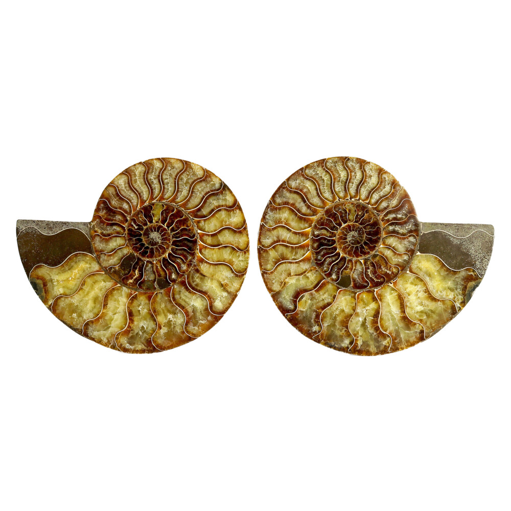 ammonite cast