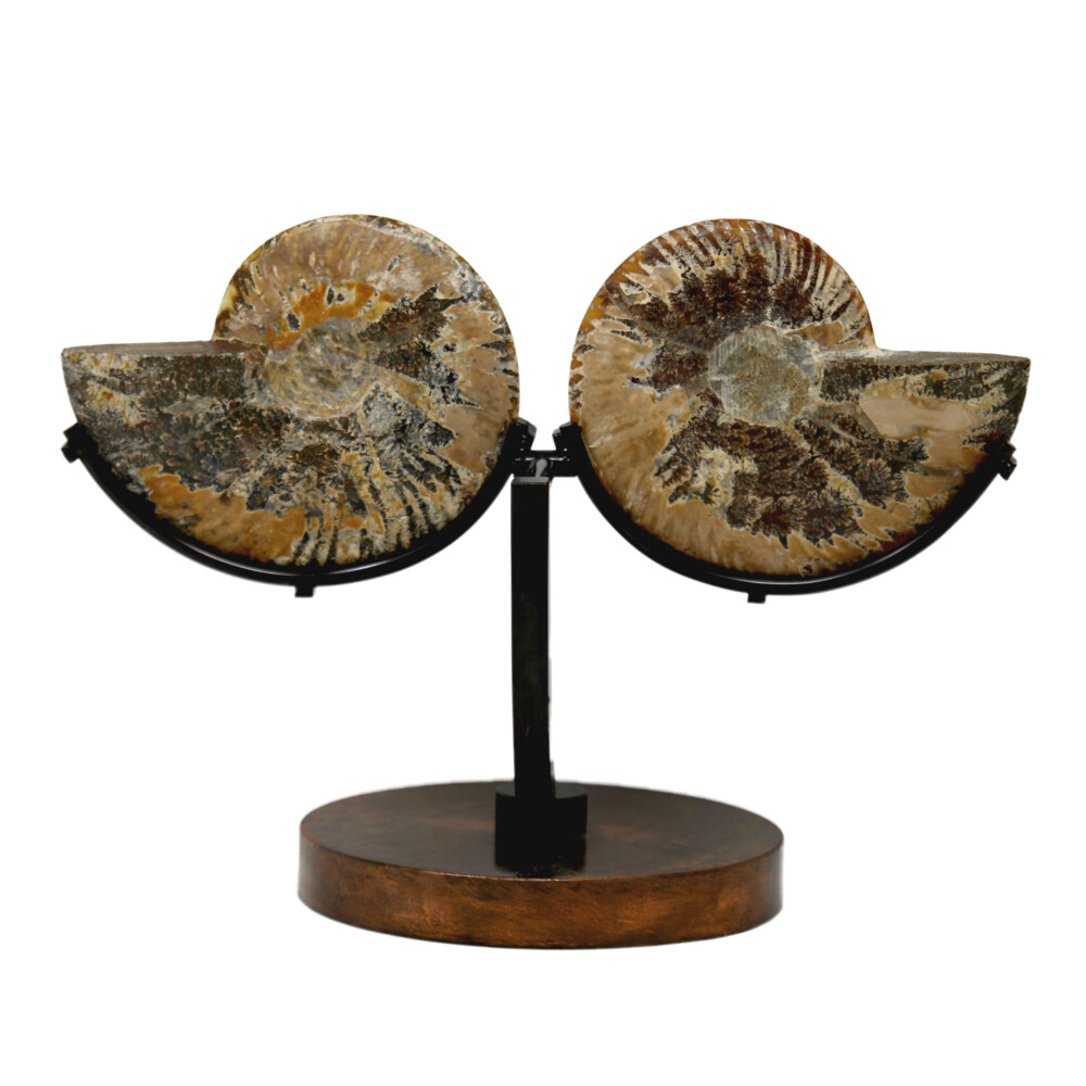Image 2 for Ammonite Fossil Pair On Custom Metal Stand