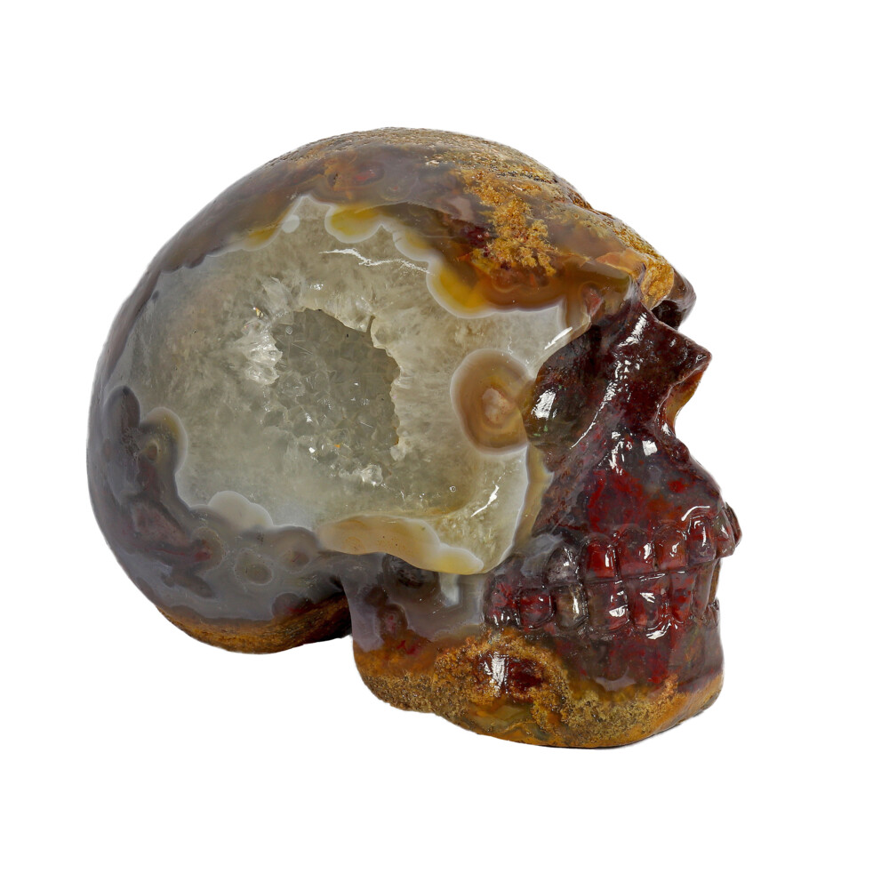 Image 2 for Crazy Lace Agate Skull Medium
