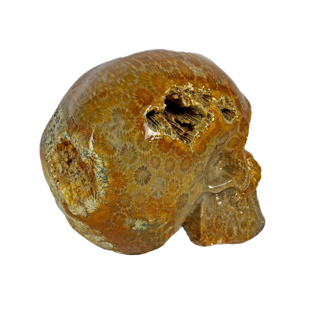 Image 2 for Fossilized Coral Skull Small